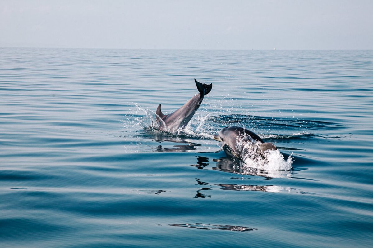 dolfijnen tijdens dolfijnentocht in Veli Losinj, eiland in Kroatie