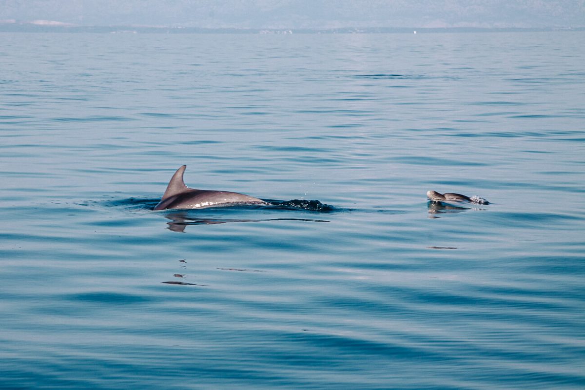 dolfijnen tijdens dolfijnentocht in Veli Losinj, eiland in Kroatie