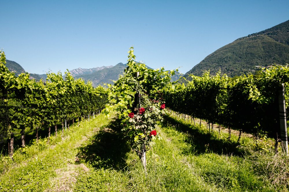 Terreni alla Maggia, een plantage en boerderij waar talloze soorten wijn, rijst, pasta, mais, polenta, vruchtensappen en spirits als grappa, gin en whisky worden geproduceerd. Een van de bezienswaardigheden in Ticino Zwitserland.