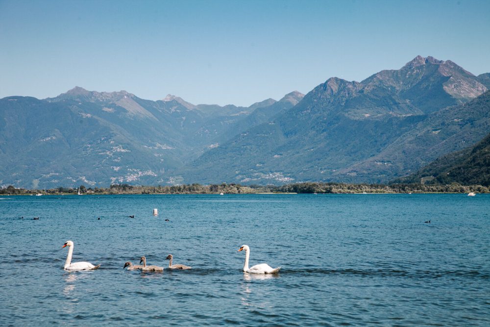 zwanen op Lago Maggiore, een van de mooiste bezienswaardigheden in Ticino Zwitserland 