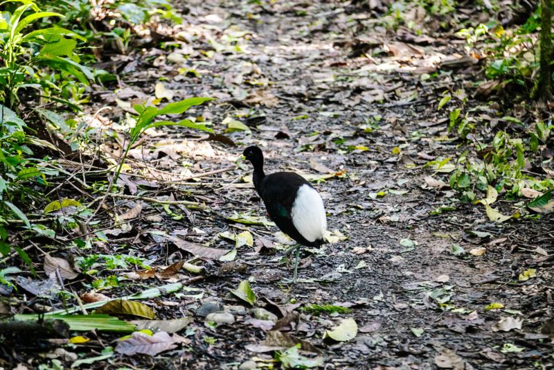 Zwart witte vogel in jungle van Peru.