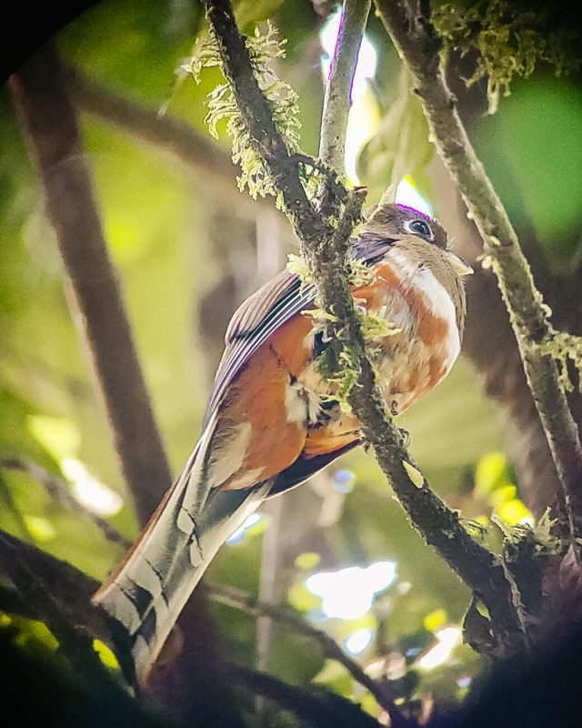 Prachtige vogel in jungle van Peru.