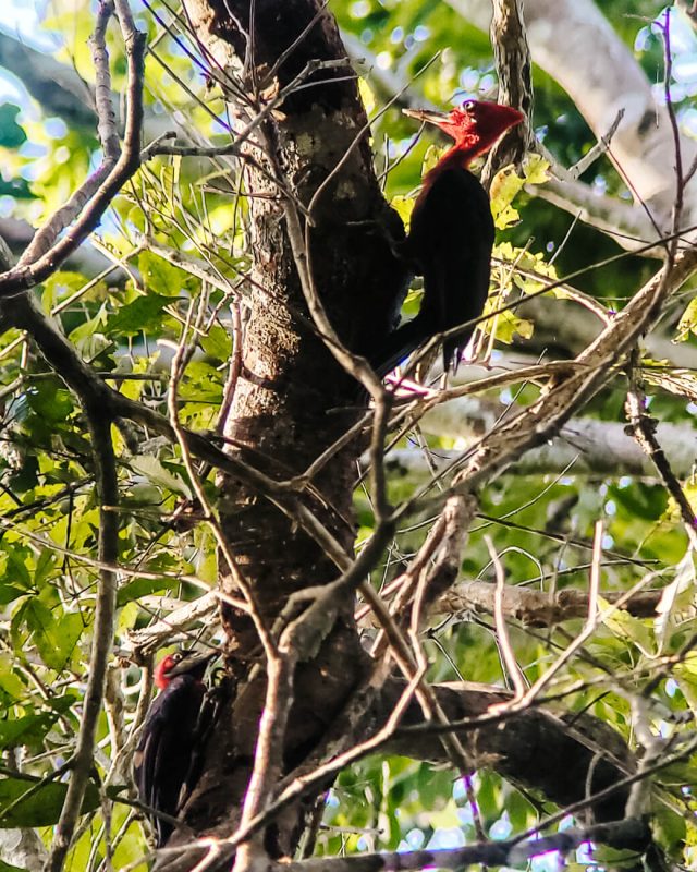 Woodpecker in jungle Peru.