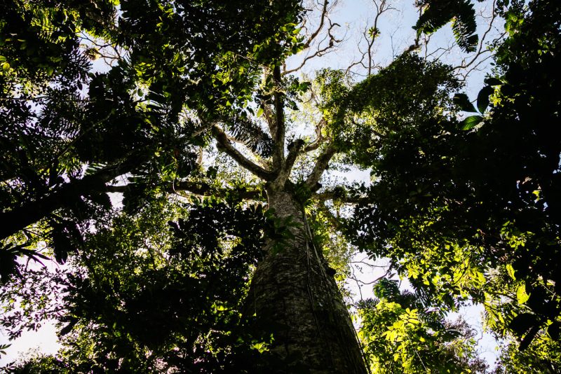 High trees in Amazon Rainforest in Peru. 