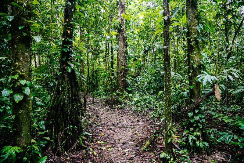 Trails in Amazon Rainforest in Peru. 