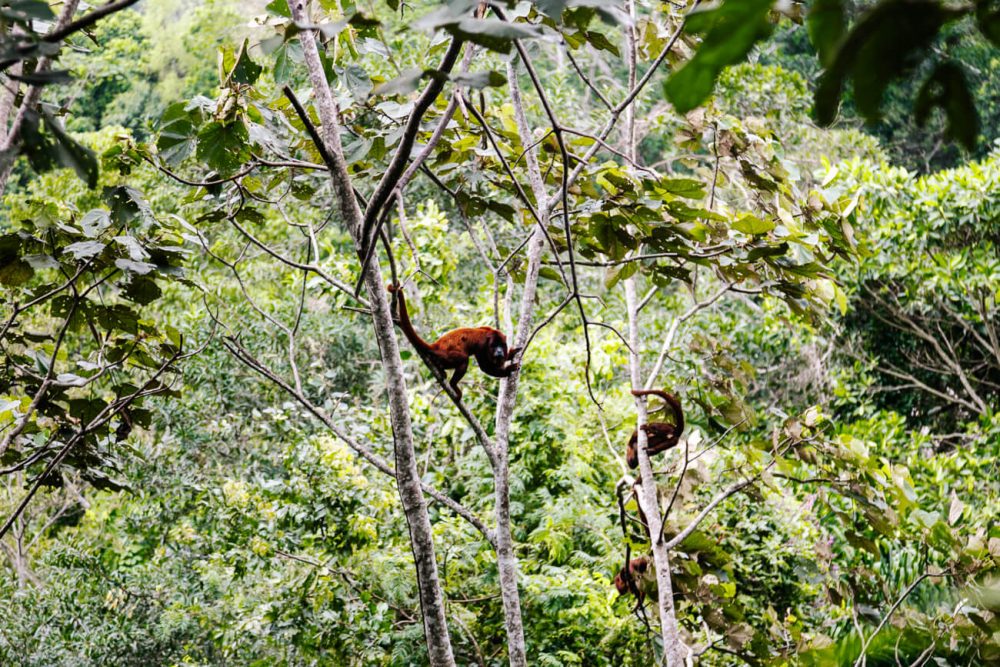 Howler monkeys in Amazon Rainforest of Peru. 