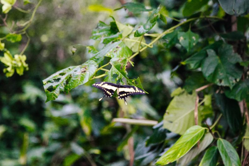 Black yellow butterfly.