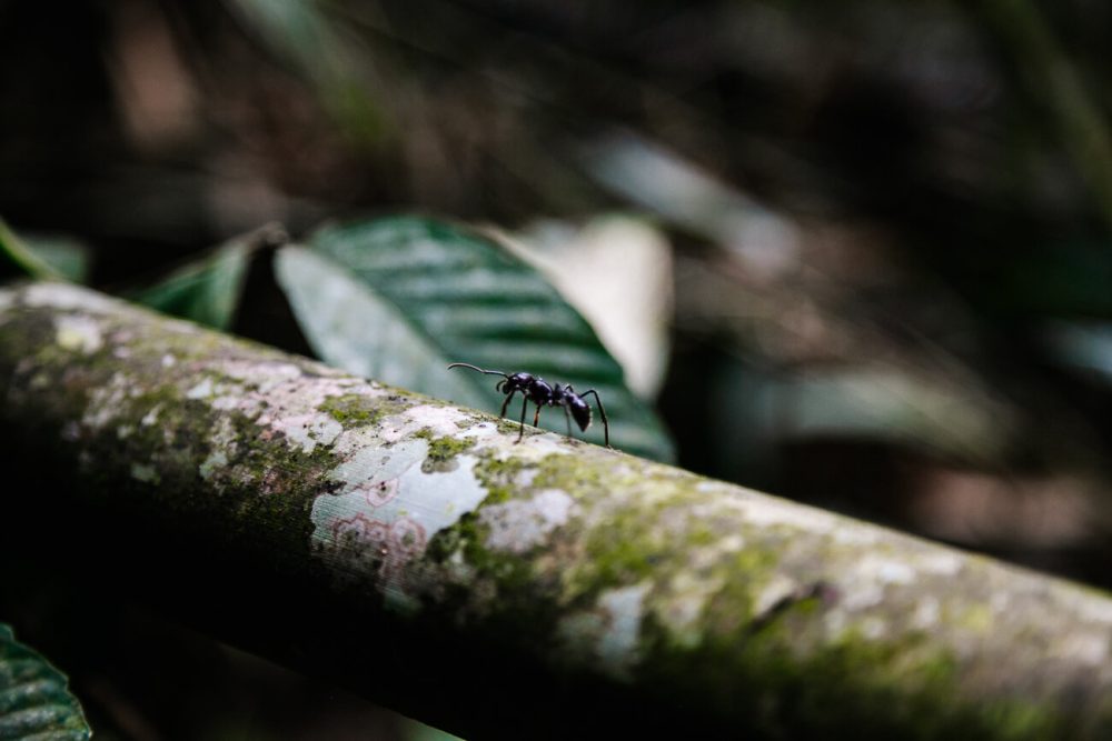 Bullet ant in jungle.