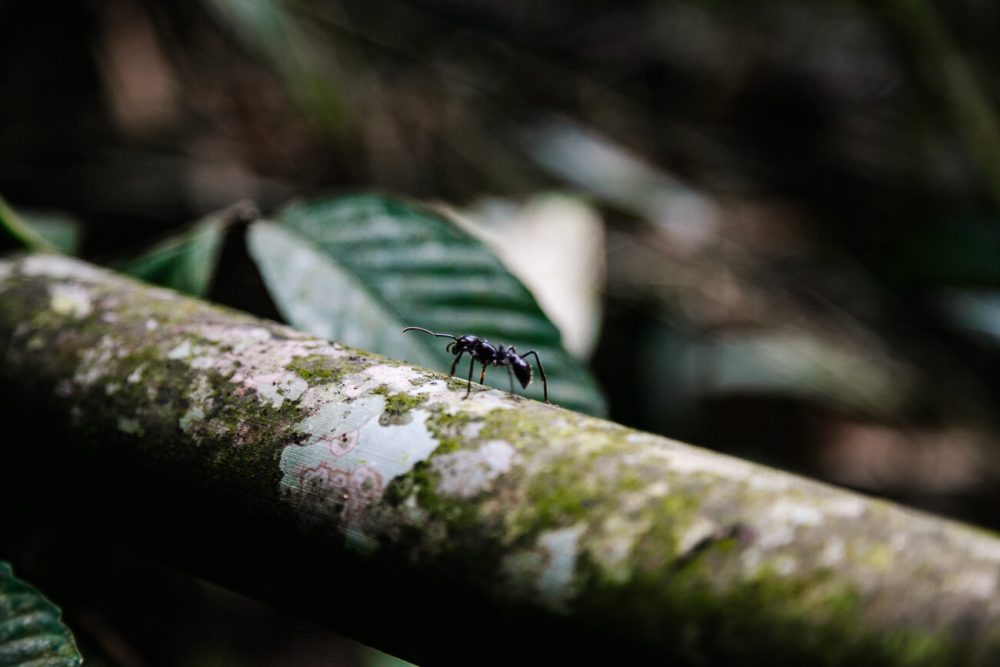 kogelmier in jungle 