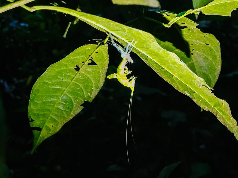 Insect in Amazon Rainforest Peru.