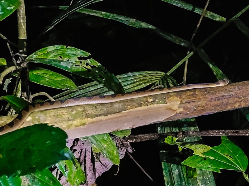 Snake on branch in jungle.