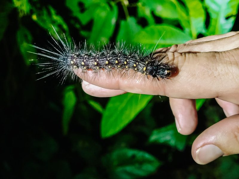 Caterpillar in Amazon Rainforest.