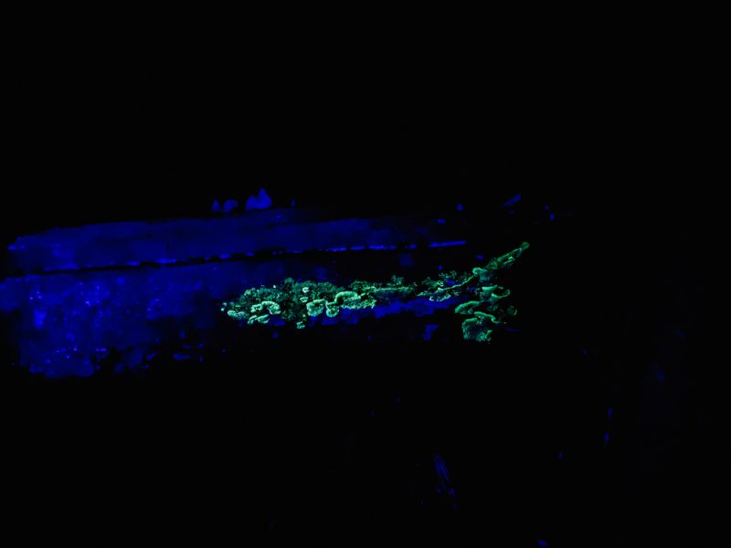 fluorescerende paddenstoelen in Amazone van Peru