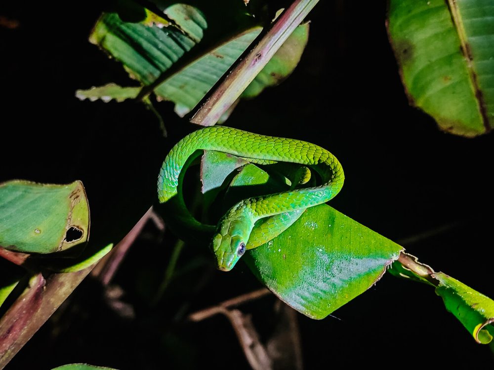 Green snake in Amazon rainforest of Peru.