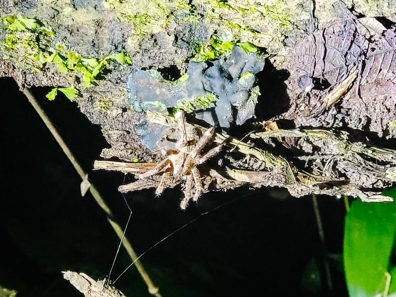 Dangerous spider in Amazon Rainforest Peru.
