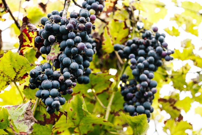 druiven op wijngaarde in Nederlands Wijnbouwcentrum in Groesbeek