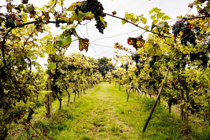 wijngaarden van Nederlands Wijnbouwcentrum in Groesbeek