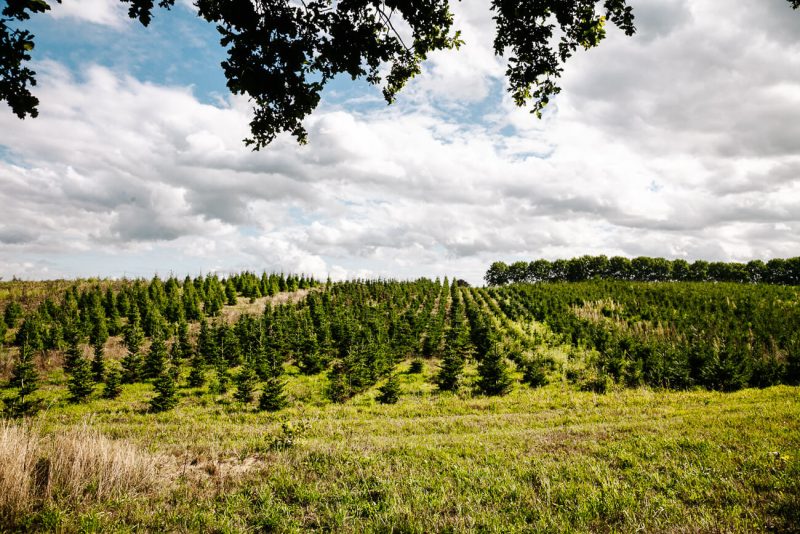 In de Groesbeekse bossen kun je fijne wandelingen maken. Een korte wandeling van 4 kilometer, vanaf het Nederlands Wijnbouwcentrum, leid je langs akkers, wijngaarden en bossen. 