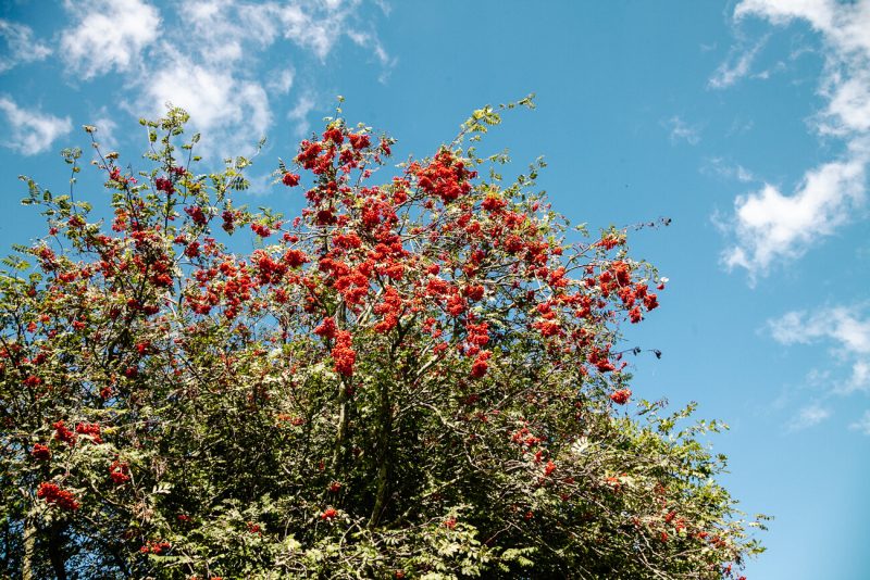 rode bloemen in Groesbeekse bossen