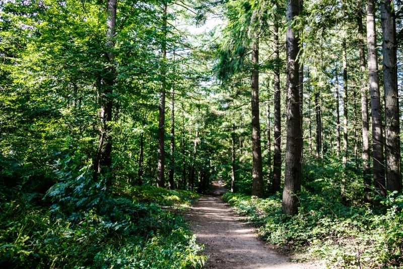 In de Groesbeekse bossen kun je fijne wandelingen maken.