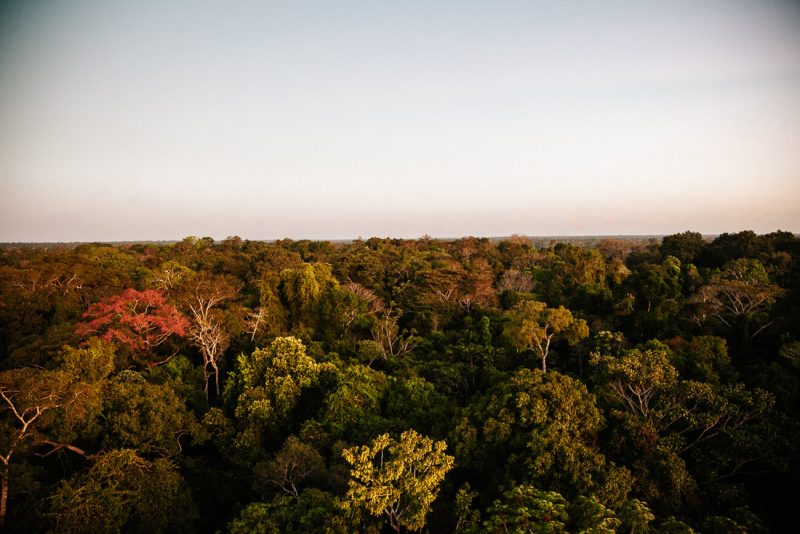 View of Tambopata Nationaal Reserve from canopy tower of Rainforest Expeditions. 
