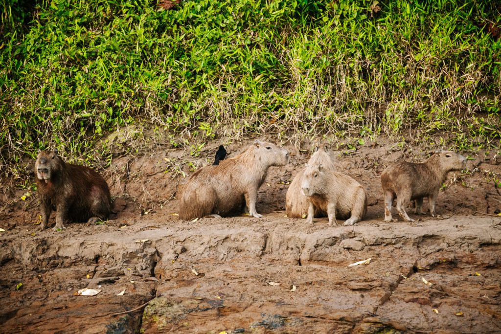 Capybaras in Amazon rainforest of Peru.