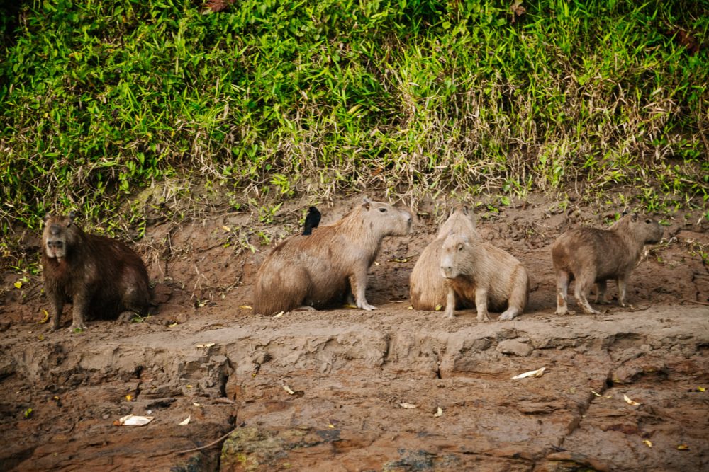 Capybaras in the jungle of Peru.