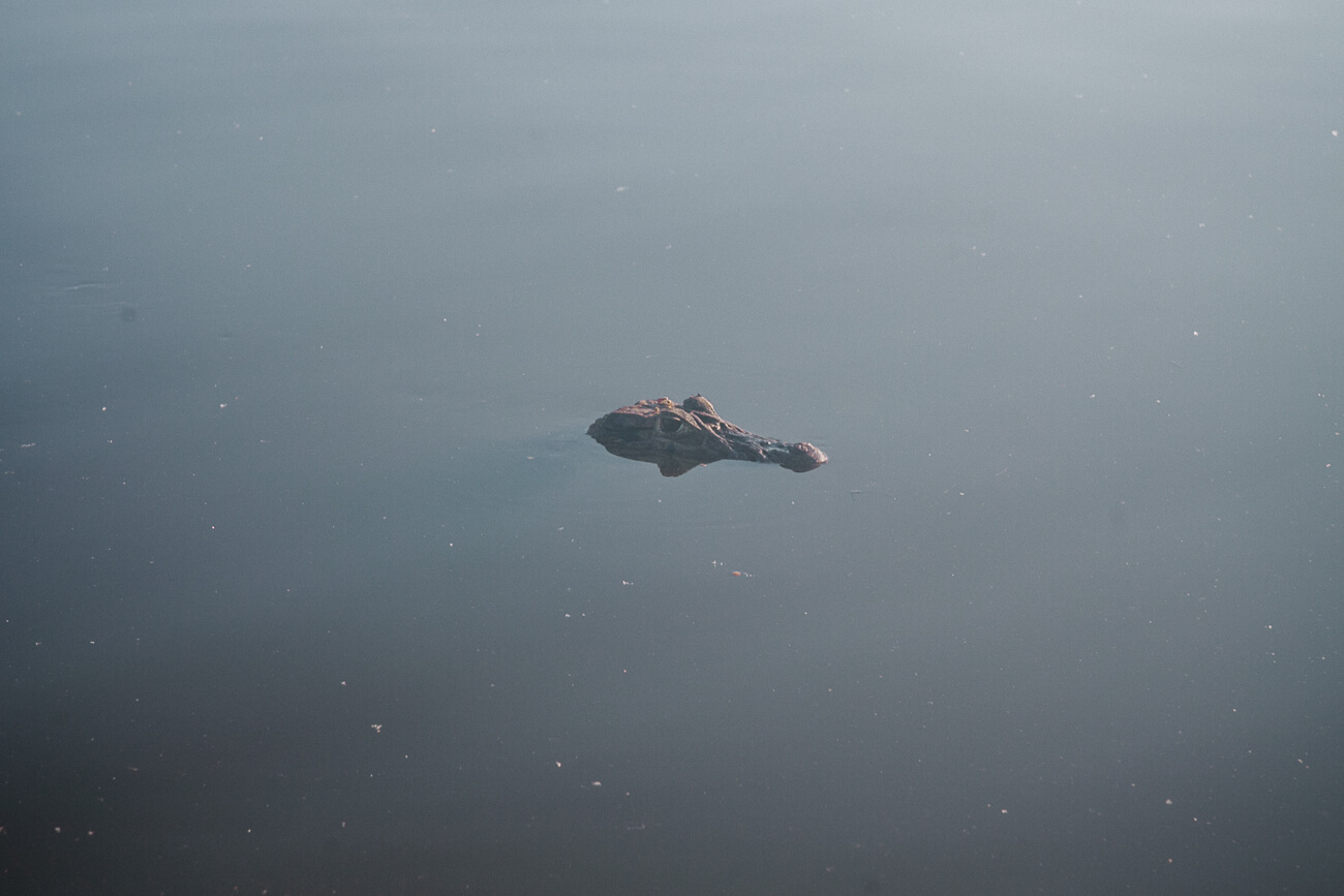 Kaaiman in Oxbow lake.