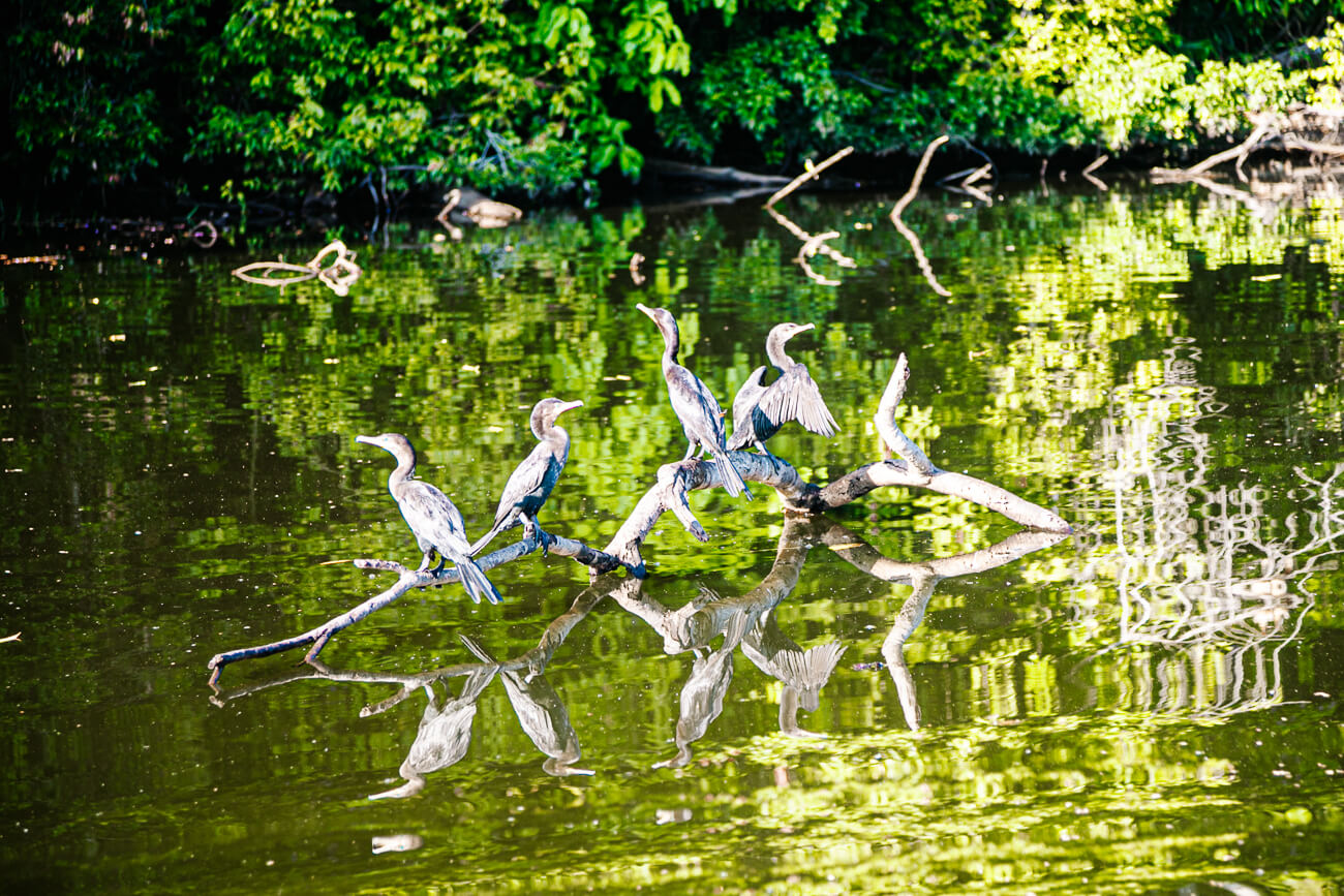 Vogels op boom in Oxbow lake.