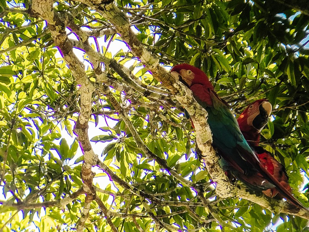 Macaws in Tambopata jungle in Peru.