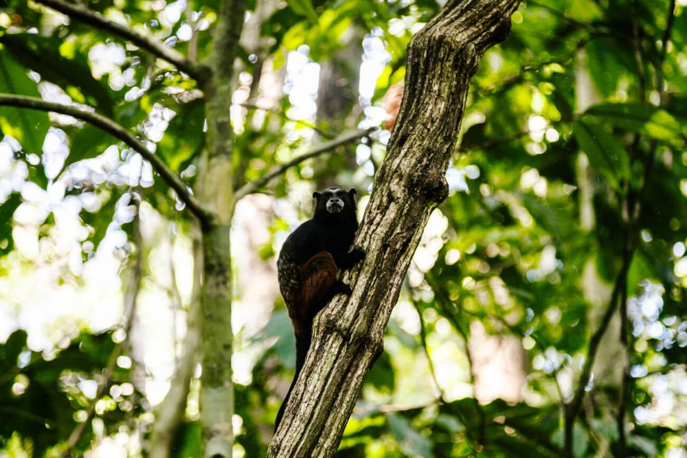 Tamarin monkey in Tambopata National Reserve in the Amazon rainforest in Peru.