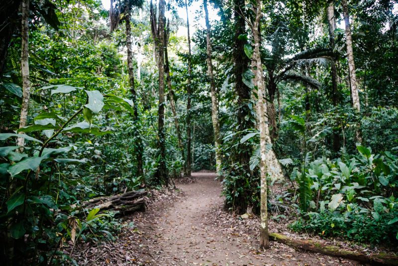 Trails around Posada Amazonas by Rainforest Expeditions.