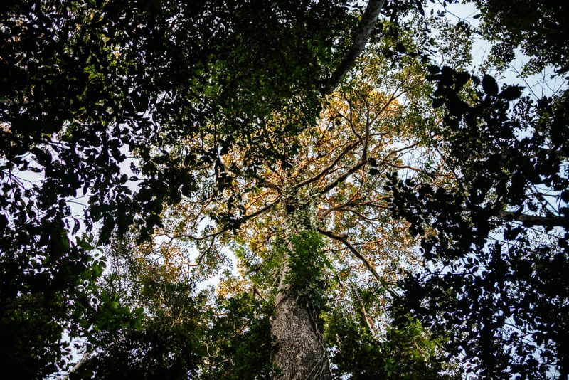 High trees in Amazon rainforest Peru.