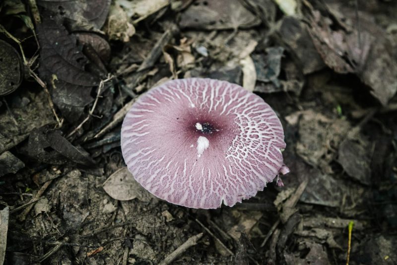 Mushroom in Amazon rainforest Peru.
