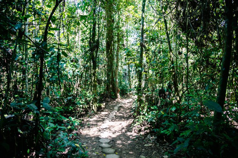 Trails around Rainforest Expeditions jungle lodges in Tambopata Peru!