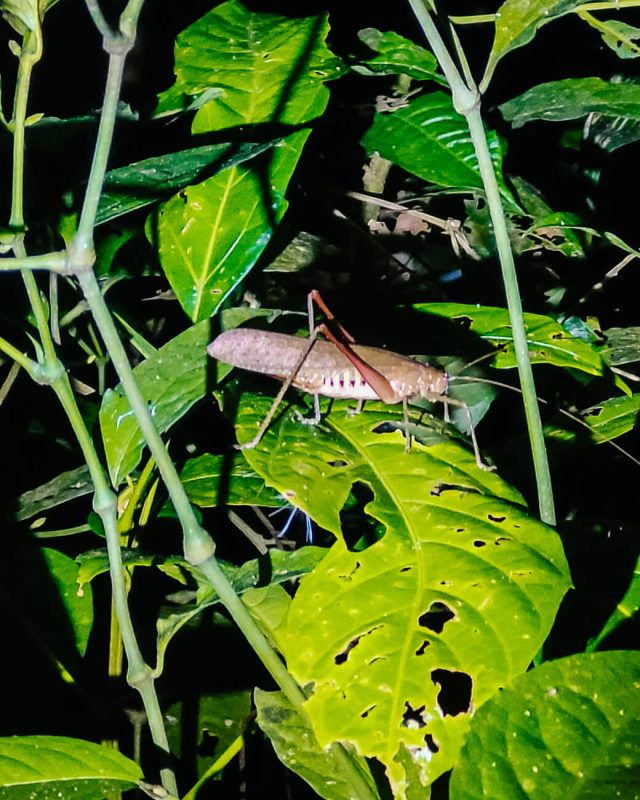 Insect in Amazon rainforest of Peru.