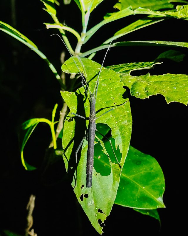 Stick insect Amazon rainforest of Peru.