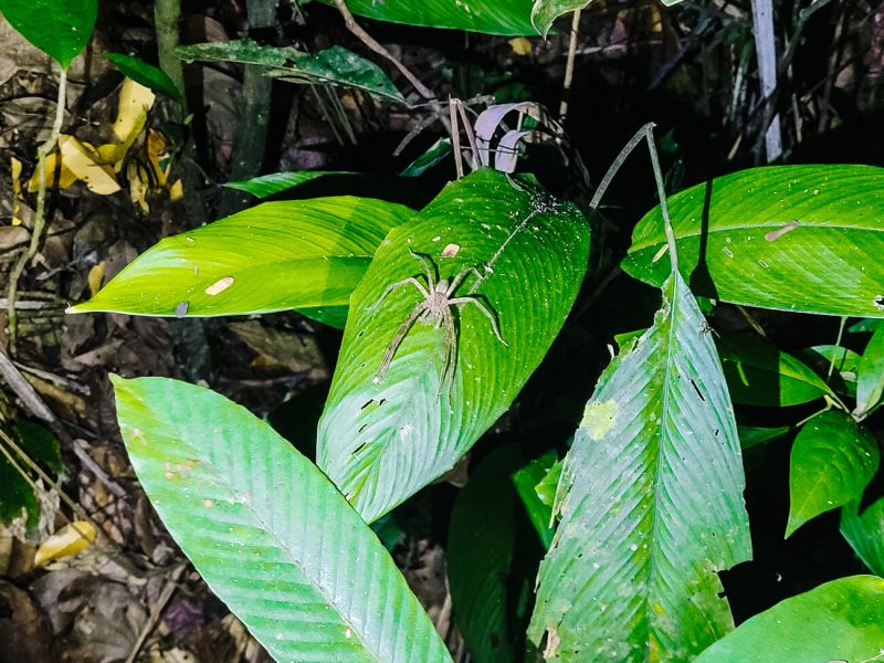 Spider in Amazon rainforest of Peru.