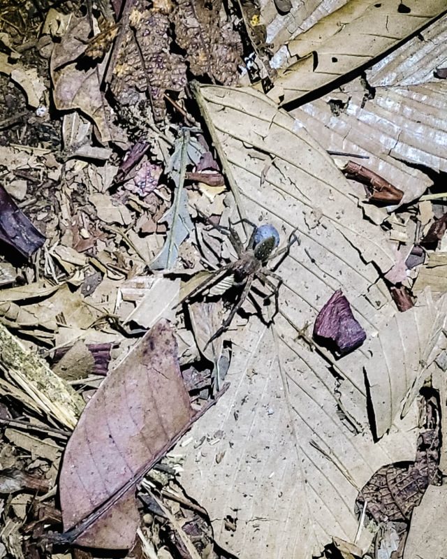 Spider in jungle of Peru.