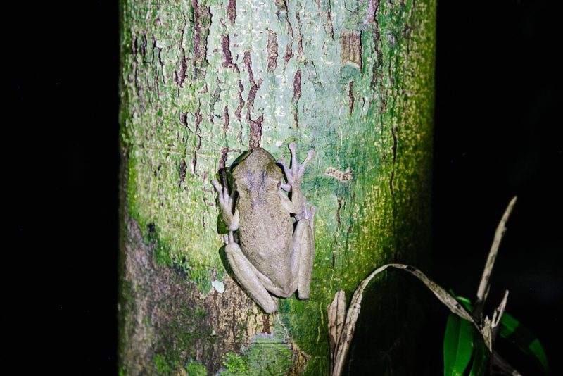 Frog in in Amazon rainforest of Peru.
