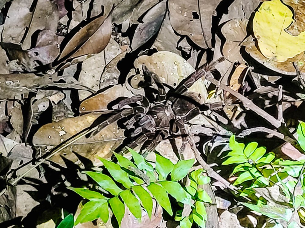 Tarantula in Amazon rainforest of Peru.