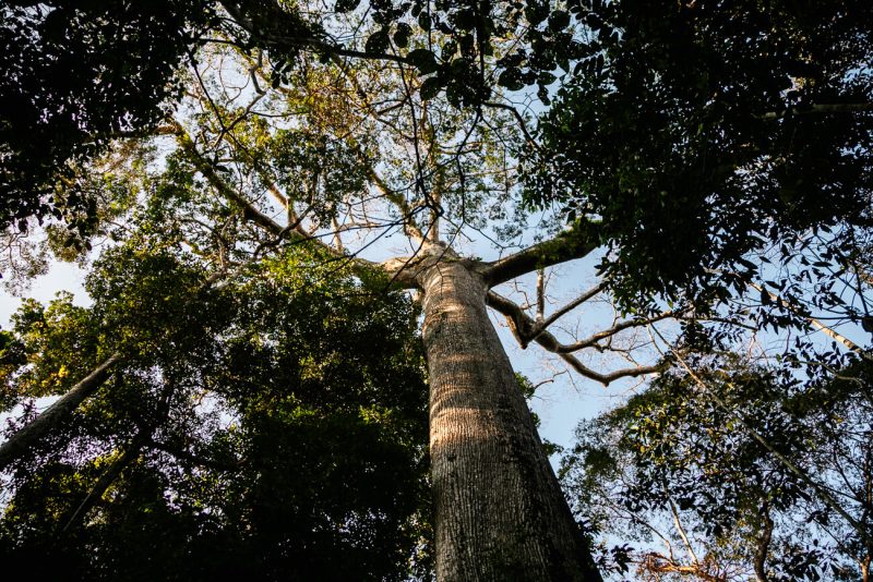 Tree in Amazon rainforest Peru.