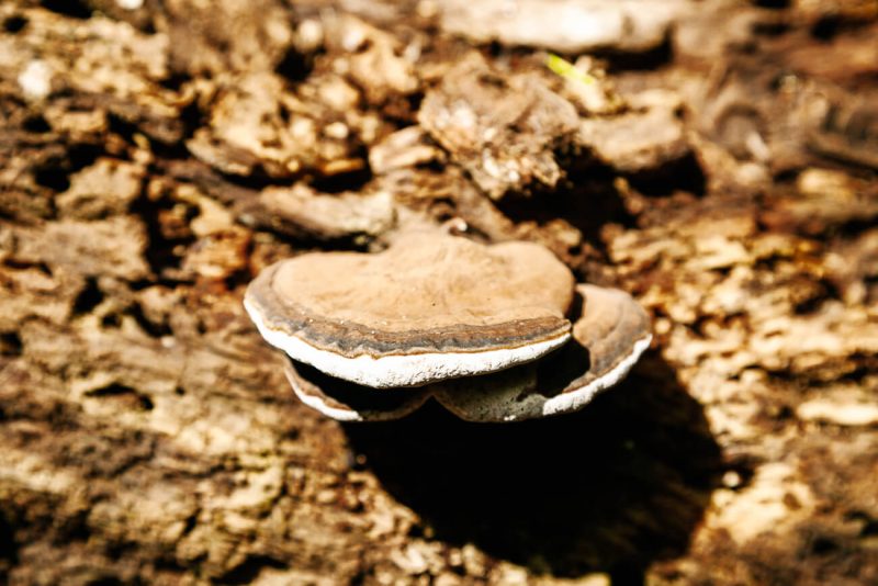 paddenstoel in Amazone