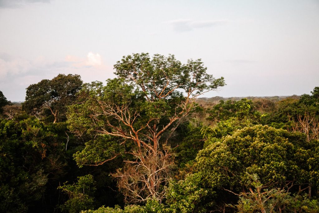 Uitzicht op Tambopata jungle in Peru.