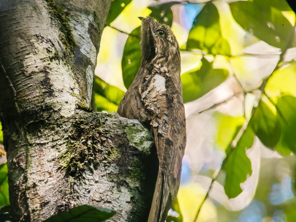 Night bird on tree in jungle. 