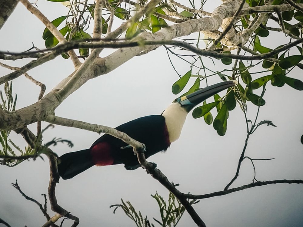Toucan in Tambopata jungle in Peru.