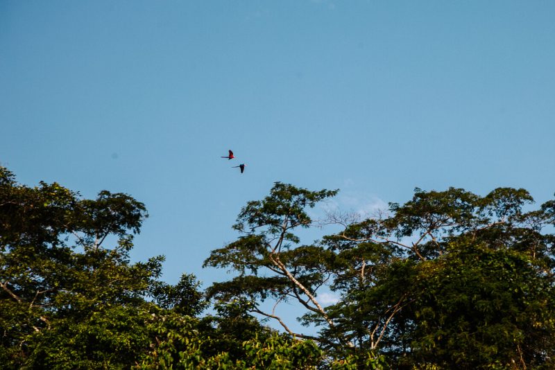 Flying birds in Tambopata Peru.