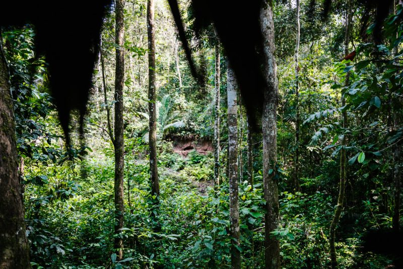 uitzicht op mammal clay lick bij Refugio Amazonas - jungle lodge Tambopata Peru van Rainforest Expeditions