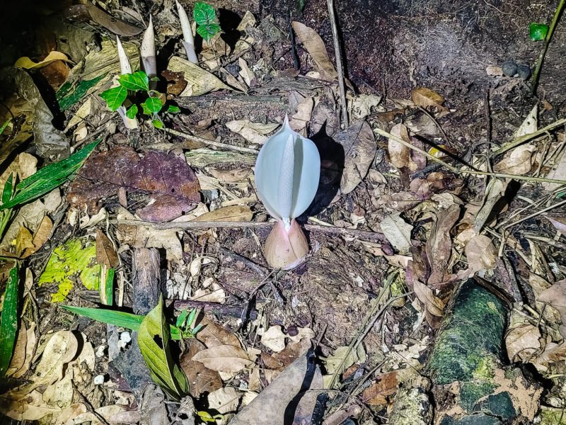 Plant in Amazon rainforest Peru.