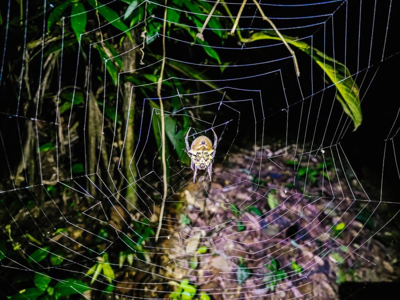 Big spider in South America.